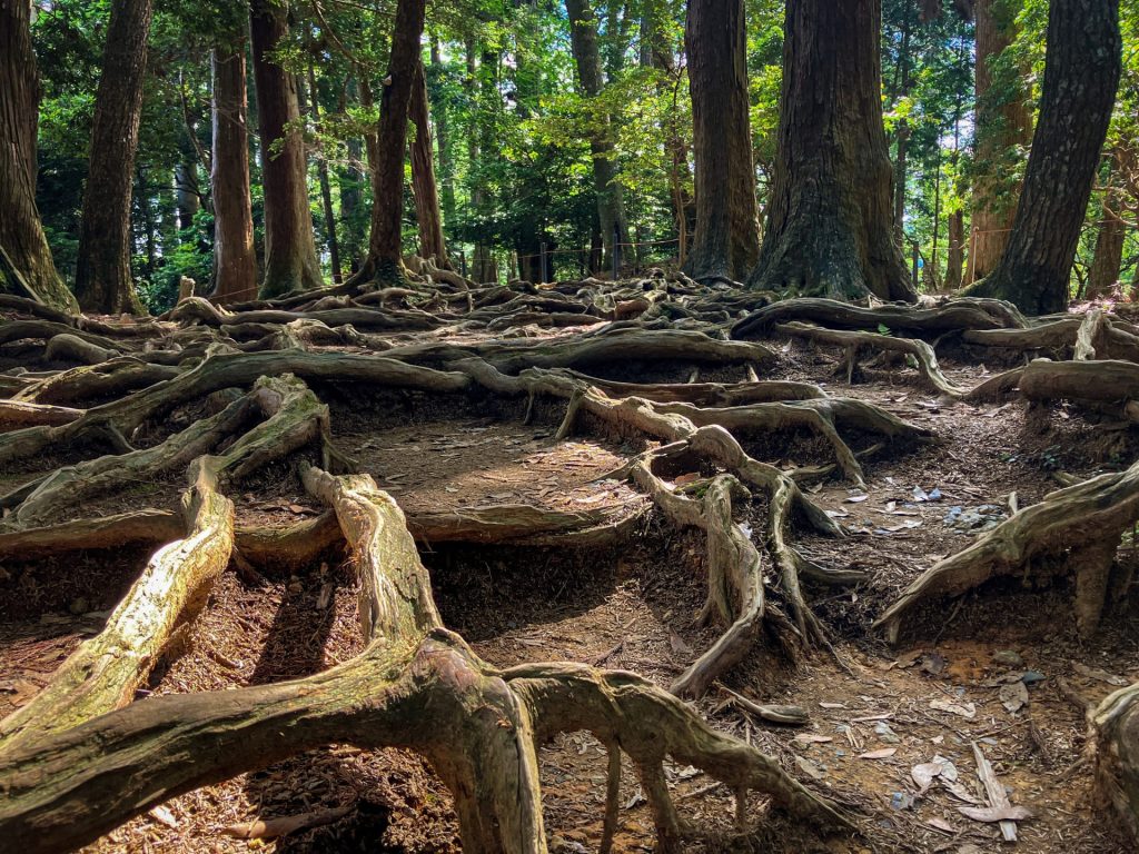 image of Root path in kurama