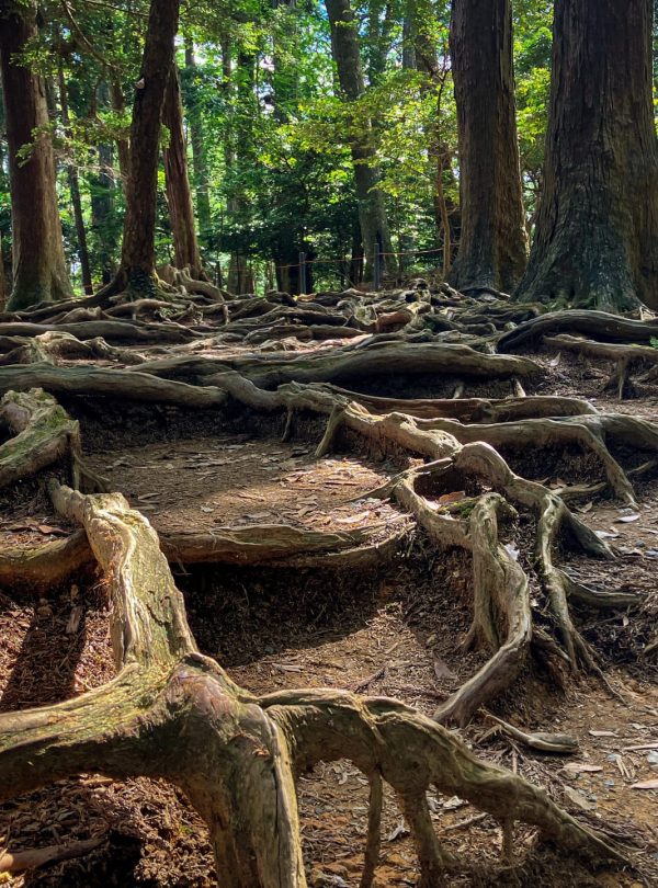 image of Root path in kurama
